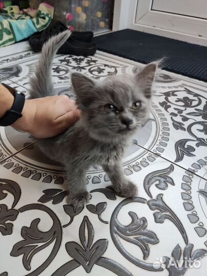 Серый Котенок