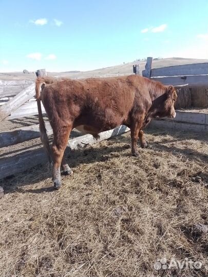 Быки живым весом продать