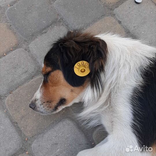 Собака