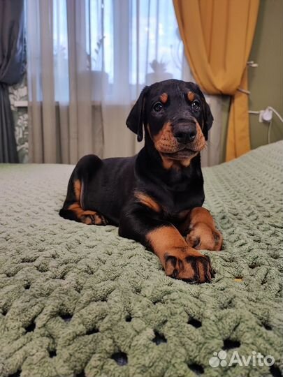 Щенки добермана