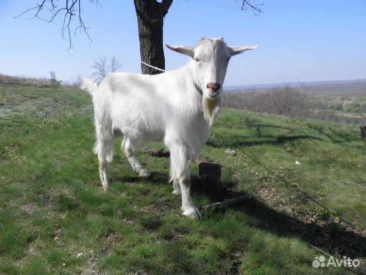 Козлик зааненской породы