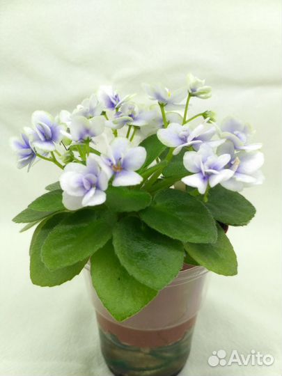 Фиалки мини и п/мини зарубежной селекции