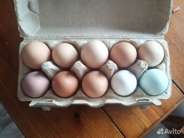 Домашнее куриное яйцо