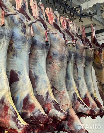 Мясо конина