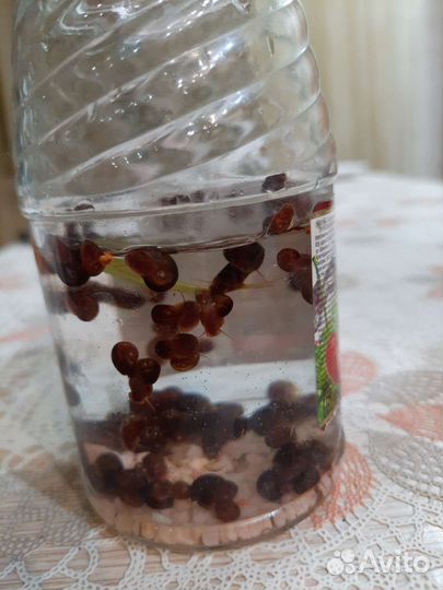 Улитки для аквариума