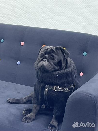 Мопс вязка мальчик