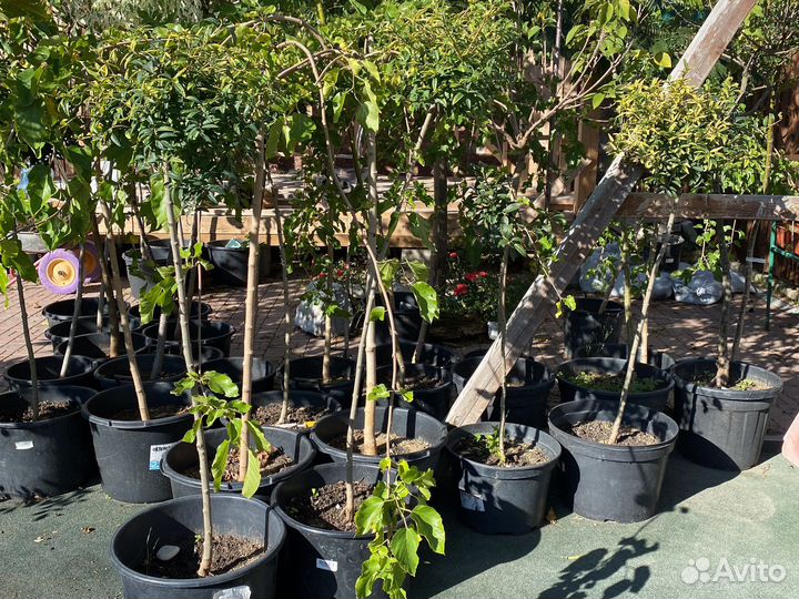 Штамбовые деревья