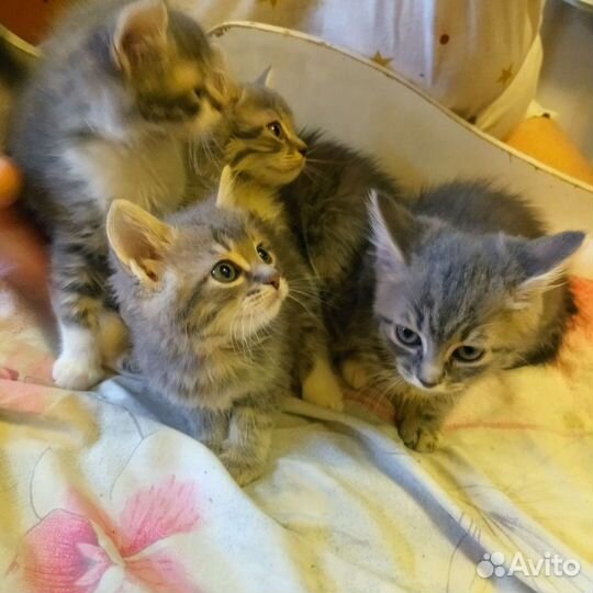 Котята сибирской кошки