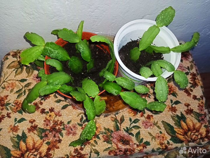 Декабрист розовый, зигокактус, шлюмбергера