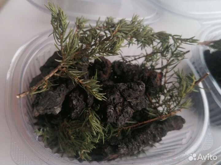 Набор для настаивания(дуб, можжевельник)