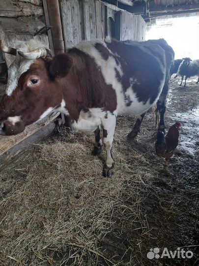 Корова дойная