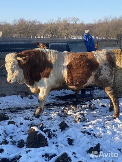 Бык, на племе