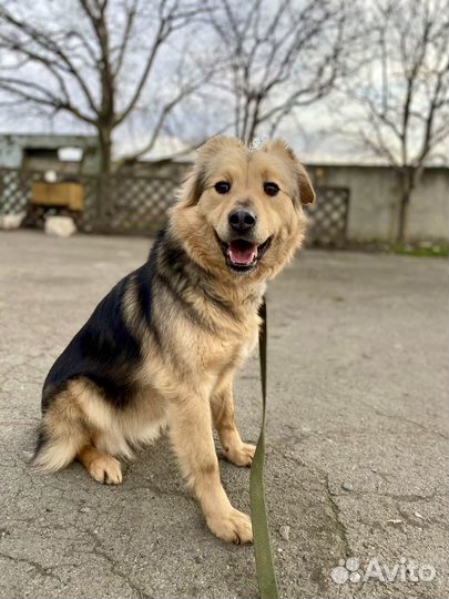 Собака в добрые руки