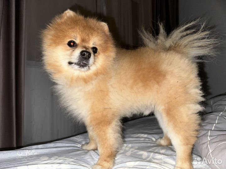 Случка собак