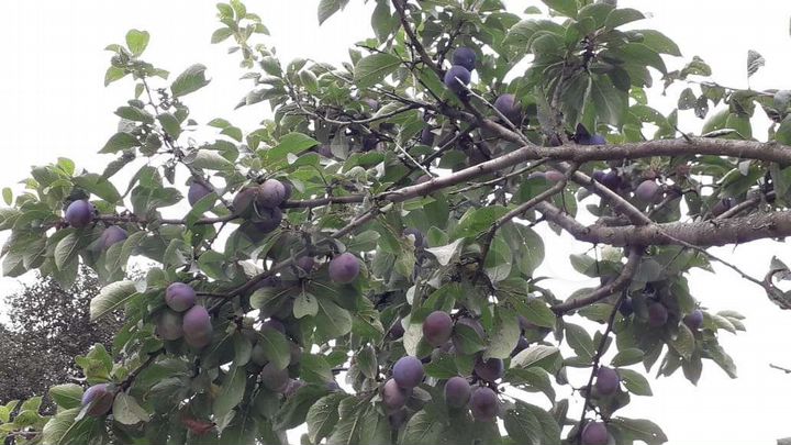 Дача 45 м² на участке 5 сот.