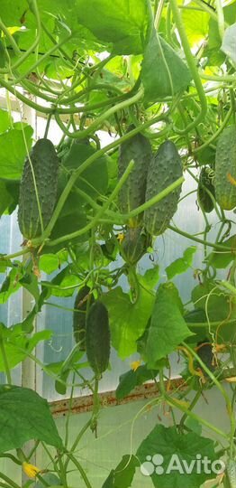 Стеклянная банка 3л