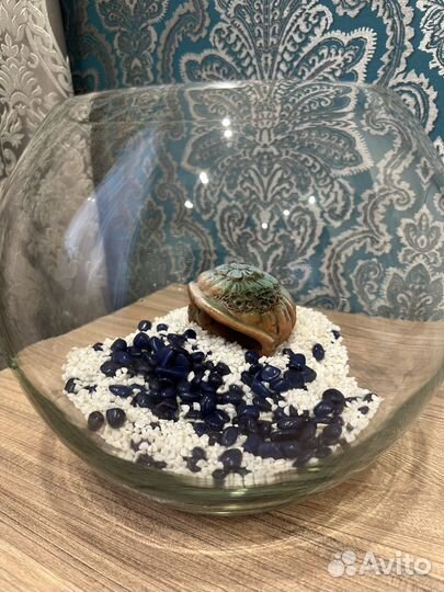 Аквариум с наполнениеи