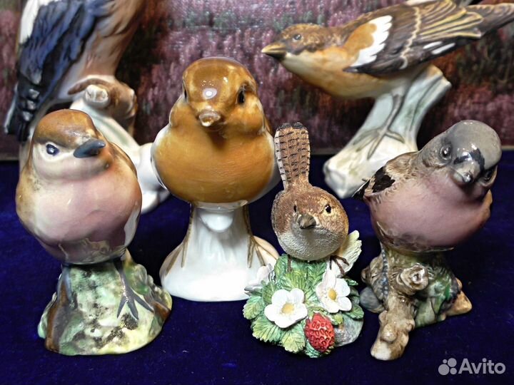 Крапивник.Зяблик.Робин.Дженни рен.Зарянка.Птица