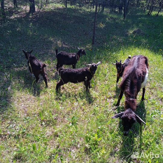 Продаётся козы и козлята
