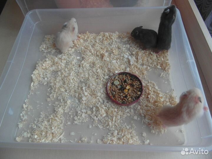 Сирийские хомячата