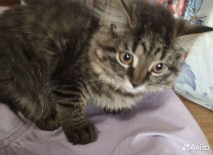 Котенок стерелизуем