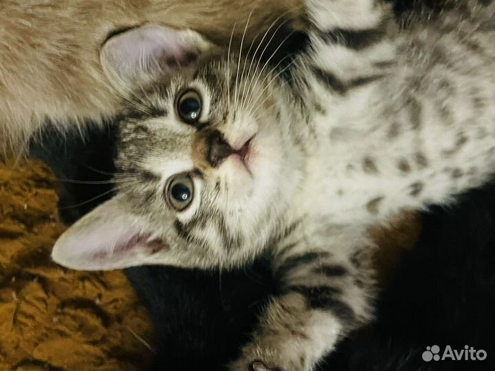 Кошечка