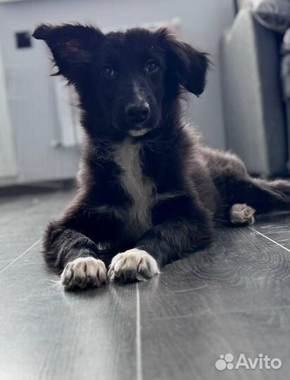 Метис бордер колли 4 мес