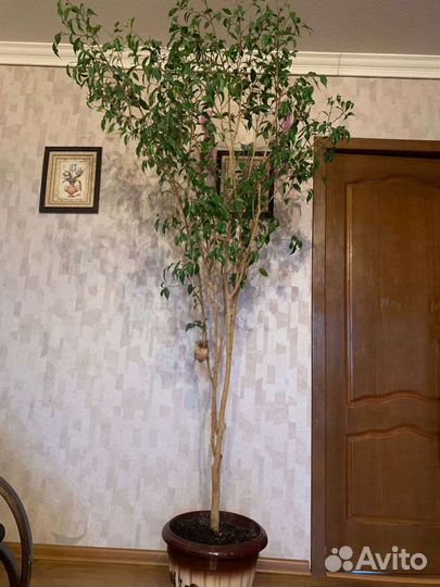 Фикус бенджамина