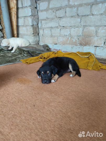 Мальчишка ищет дом