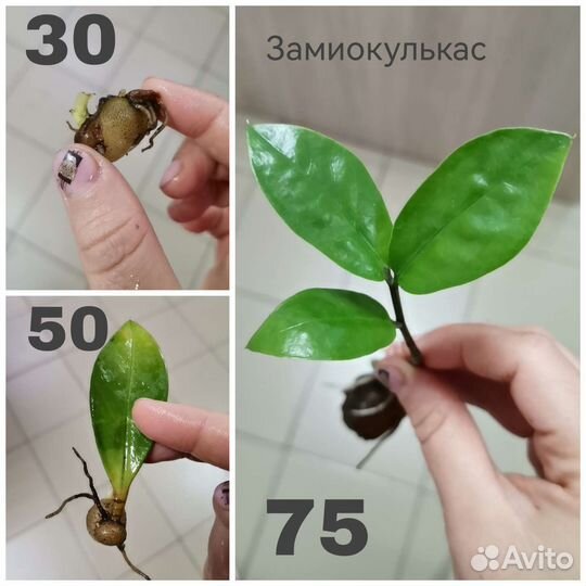 Суккуленты
