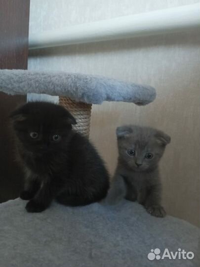 Шотландские вислоухие котята