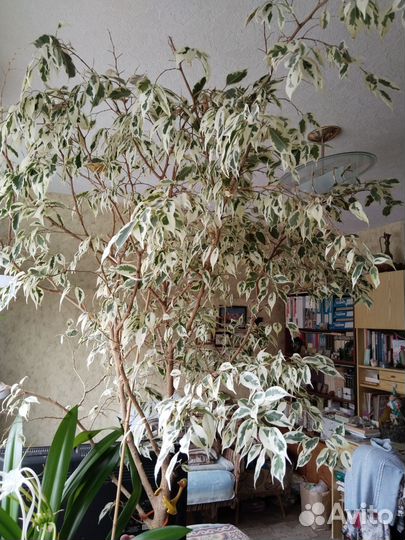 Фикус бенджамина