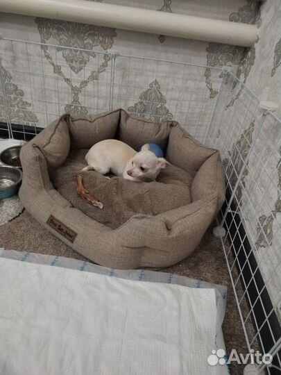 Чихуахуа девочка