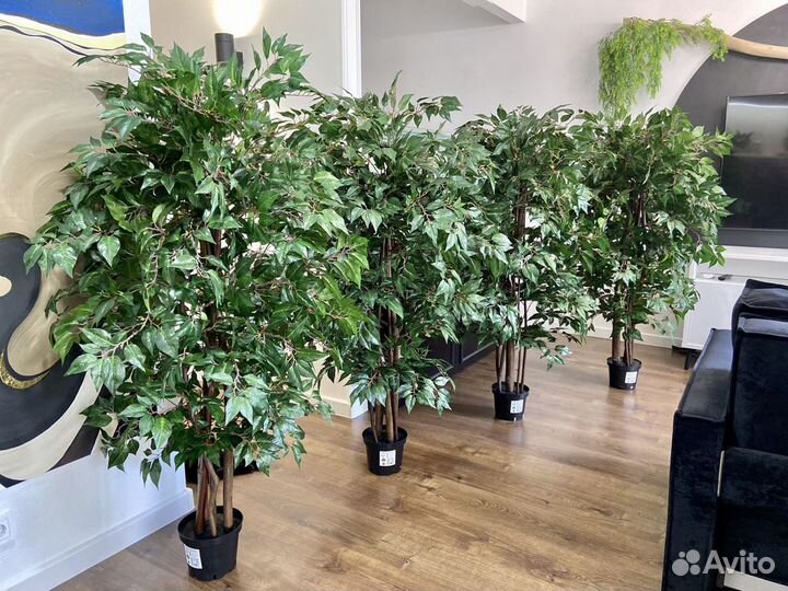 Озеленение помещений от 50 м2 / офисы / кафе