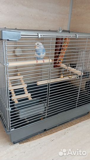 Волнистый попугай ручной