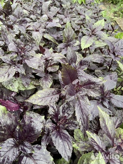 Зелень свежая : петрушка, базелик, укроп зонтики