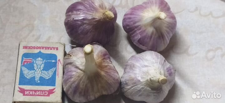 Семена чеснока