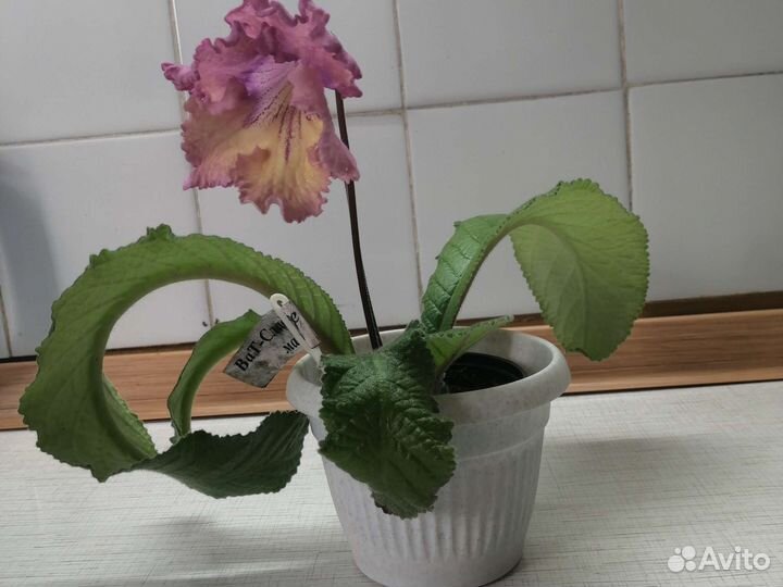 Стрептокарпусы