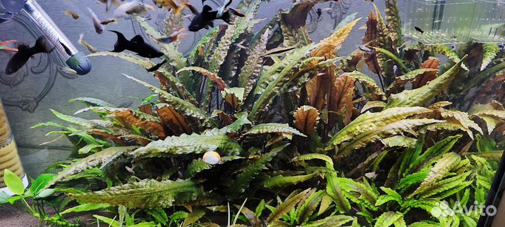 Криптокорина