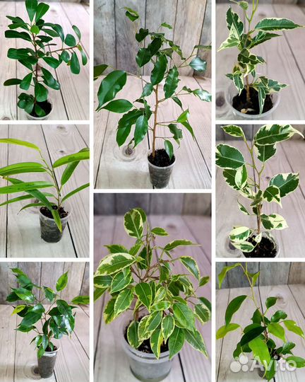 Фикусы подростки почтой