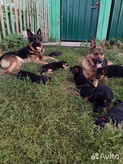 Щенки немецкой овчарки