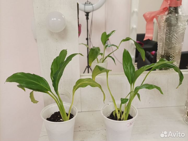 Спатифиллум Шопен (Женское счастье)