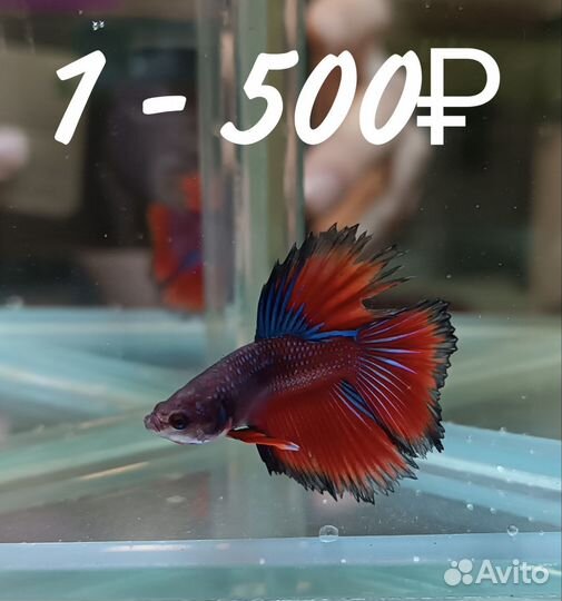 Петушок, Халфмун. Самцы - большой выбор