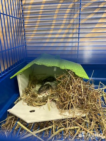 Джунгарский хомяк