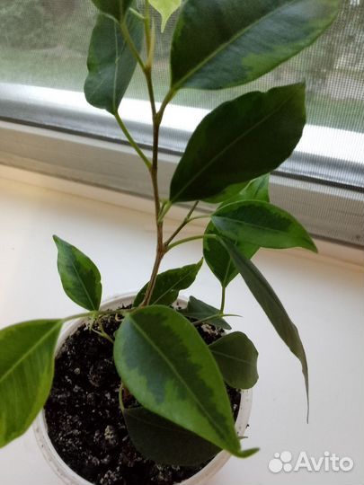 Фикус бенджамина пестролистный