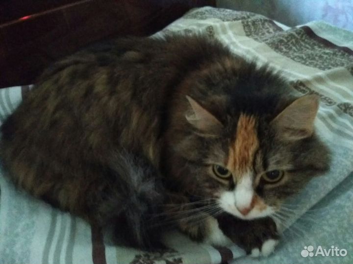 Отдам кошку бесплатно в добрые руки