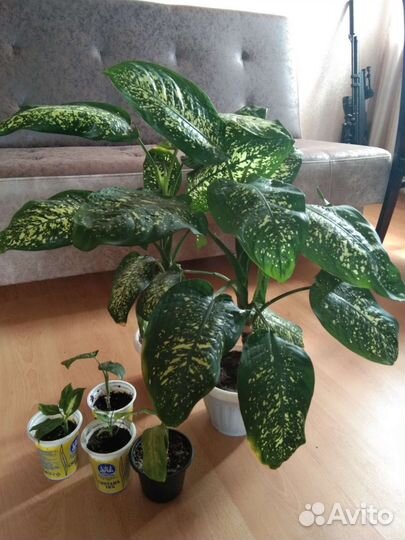 Диффенбахия