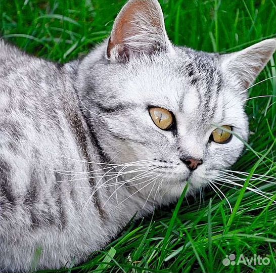 Вязка с опытным британцем Тигровый окрас табби