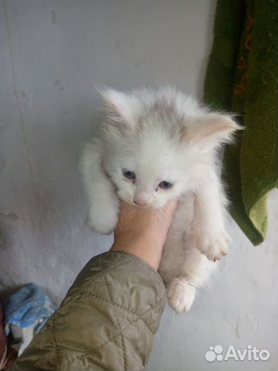 Котята мейн-кун