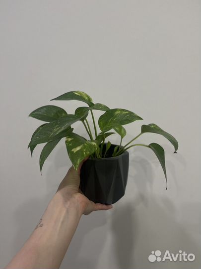 Сциндапсус в горшке